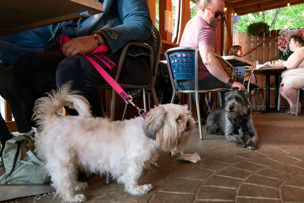 Cleveland’s Top Dog-Friendly Patios for Patio Season